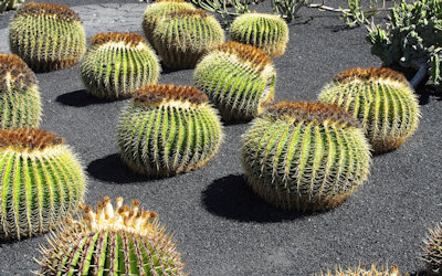 Lanzarote gemeinsam erwandern